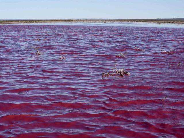 Protection High (Gacha Club Series)