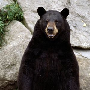 Voice 1: The Phantom Voice