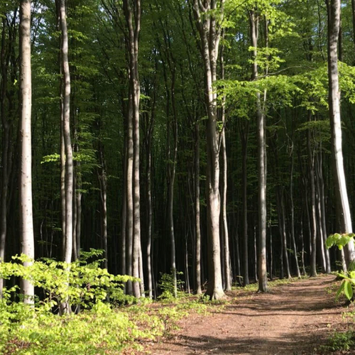 Screenwriter (dialogue)