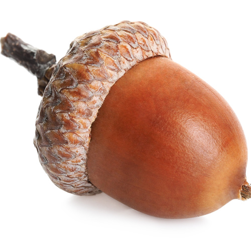 Voice Actor - support cast - Ester the Chest-nut (best friend, friendship route only)