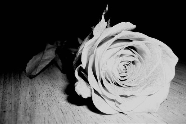 The Shadow Roses || A Delinquent Dating Simulator -- VA's, Artists, and Musical Composers Needed!