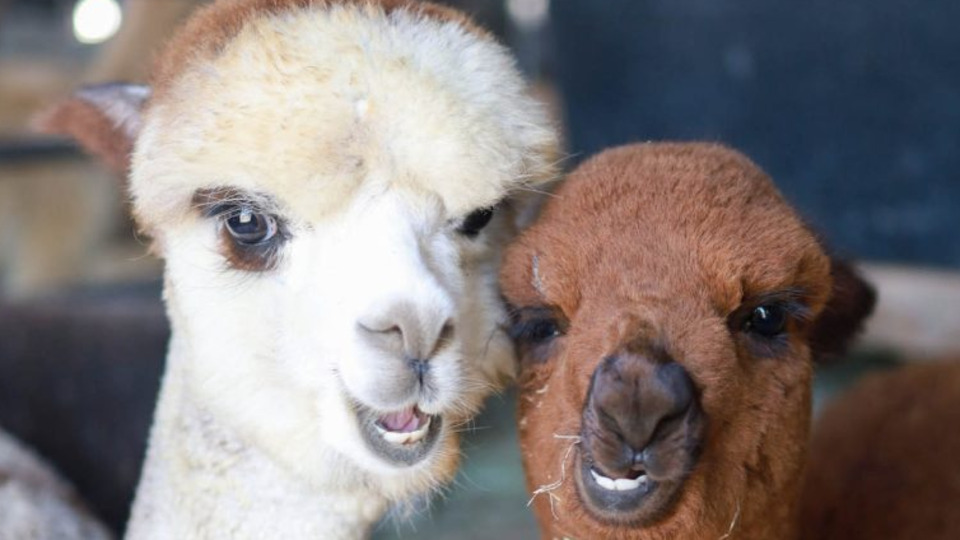 RECASTING Alpaca's Last Day [Animation]