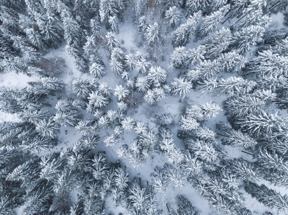 Woodland: A Roblox Film Series