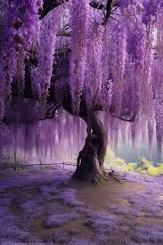 Secrets of the Wisteria Tree