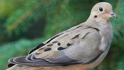Mourning Dove