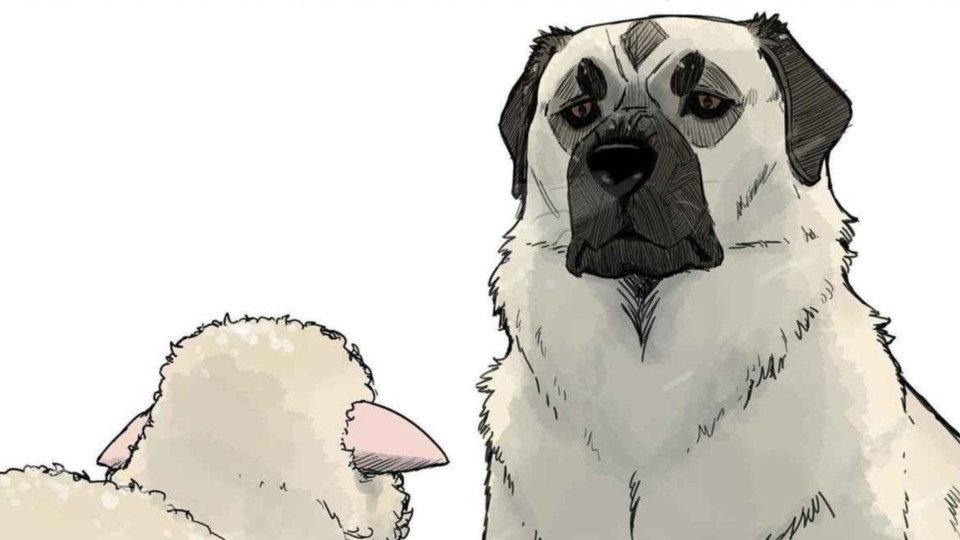 Anatolian Shepherd