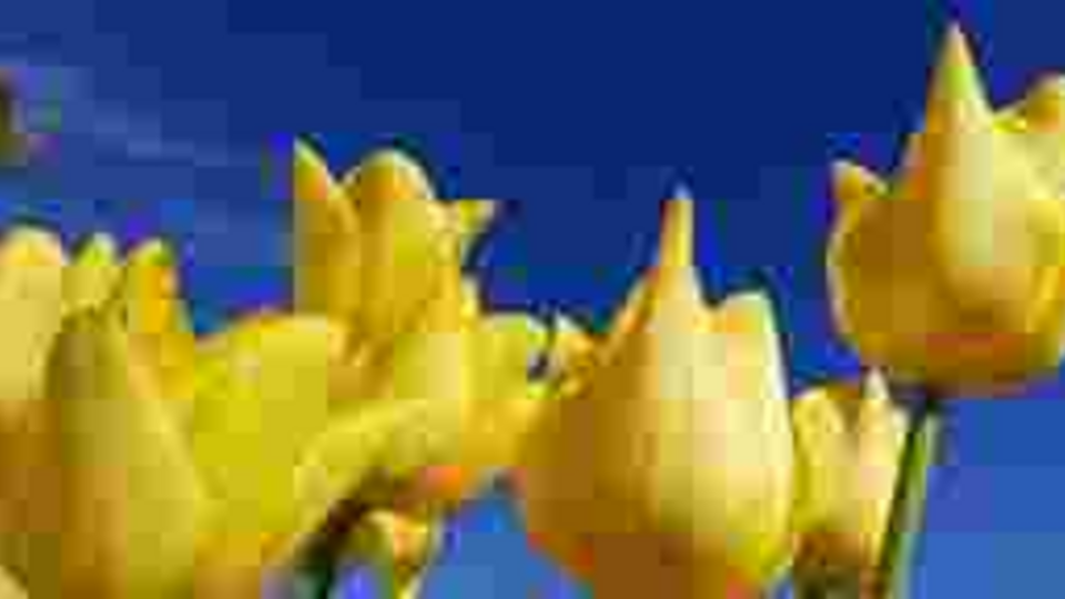 Voice Actress for The Narrator