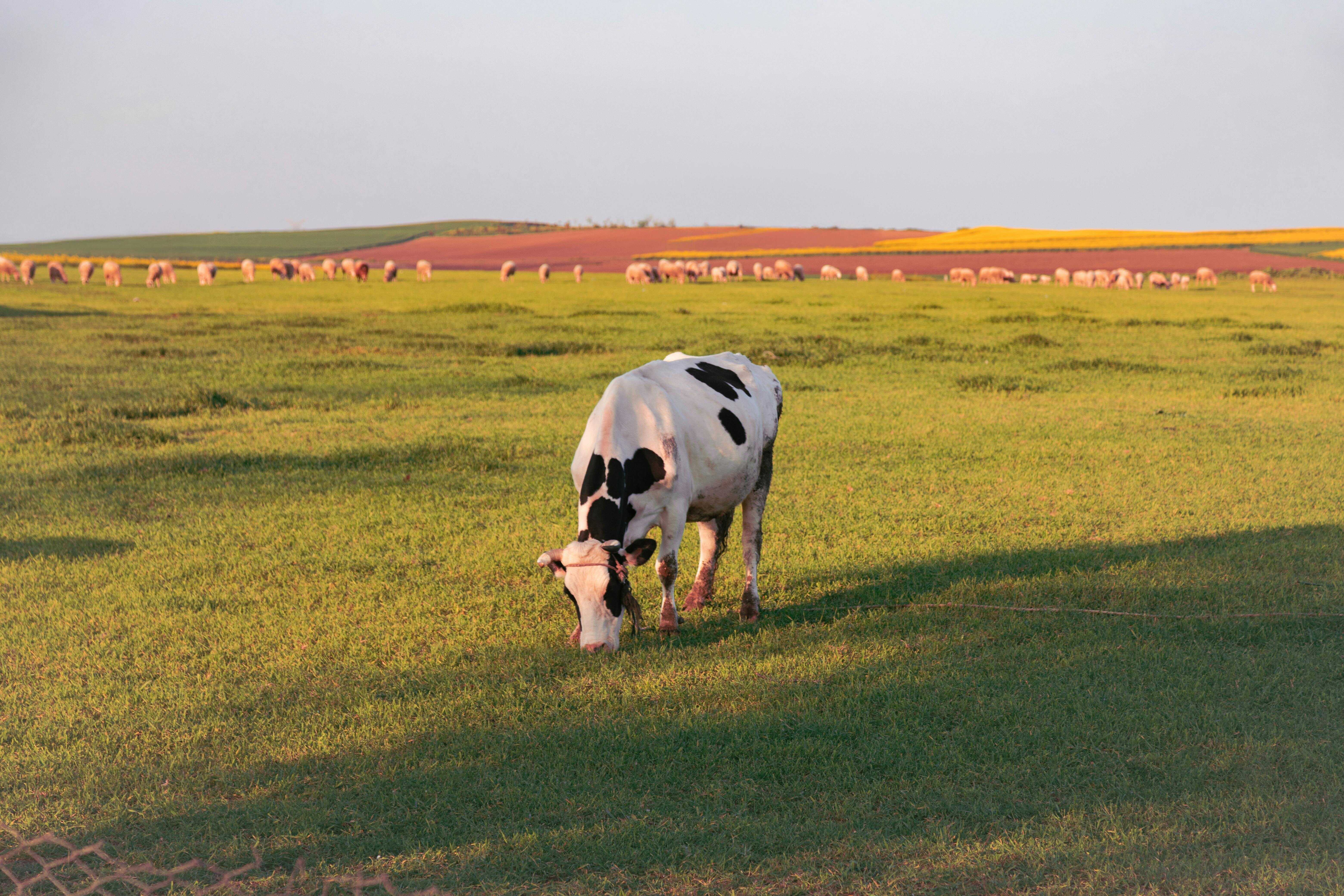 What We Did for The Cows: An Analog Horror Project