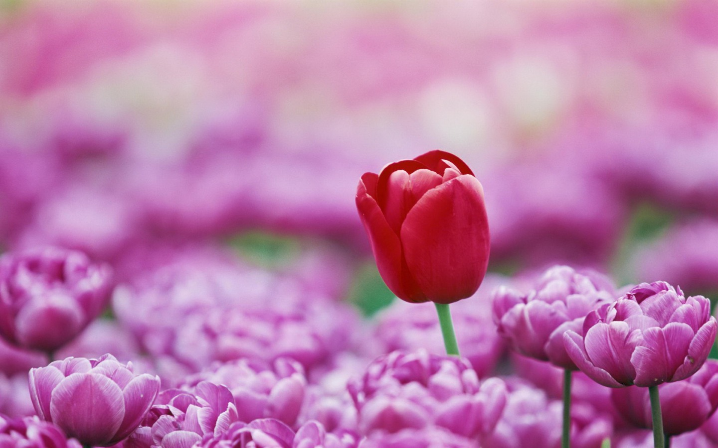 {{Floral Maidens}}Love Live! Cover Group