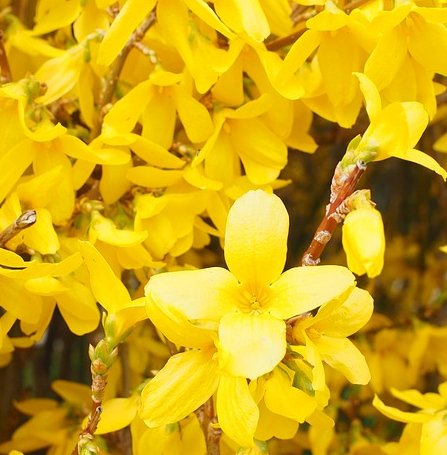 MLP - The New Generation // MLP next generation series