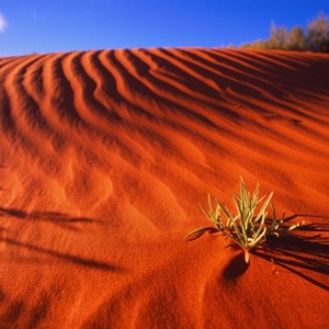 Tyler "Ty" Macfarlane