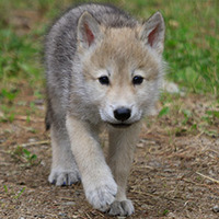 Wolfpup657