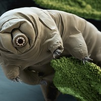 candiedTardigrades