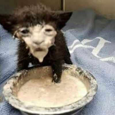 sprinkles ships_games