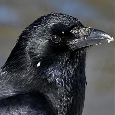 Crow Silkfeather