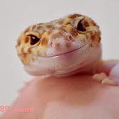 Screechy gecko