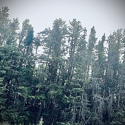 Butter Cream_Cookies2