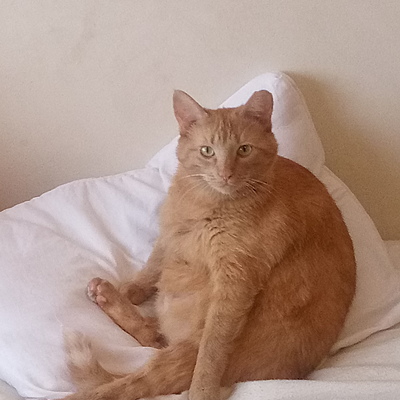 Annaofthebananapeople