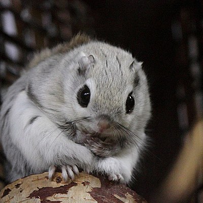 FluffySquirrel