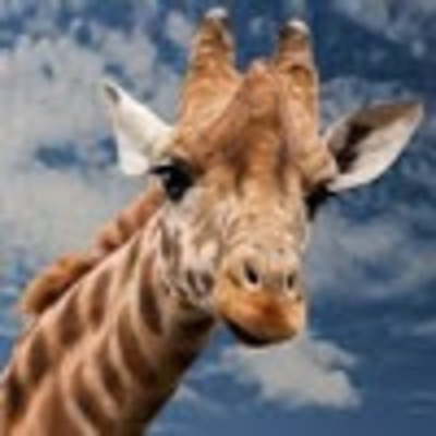 GiraffeGuy
