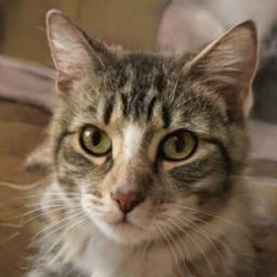 CheesecakeChinchilla