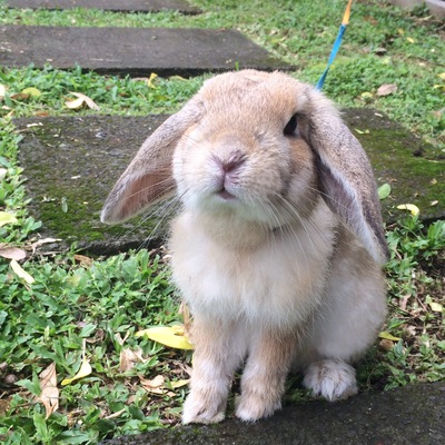 HazelTheHollandLop