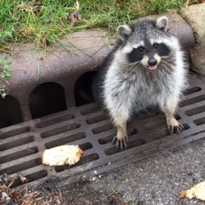 Raccoons and bread