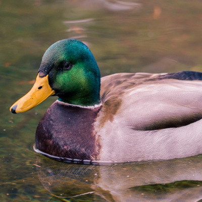 The Anonymous Raskle