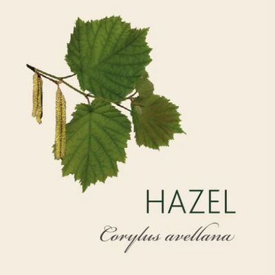 Hazel
