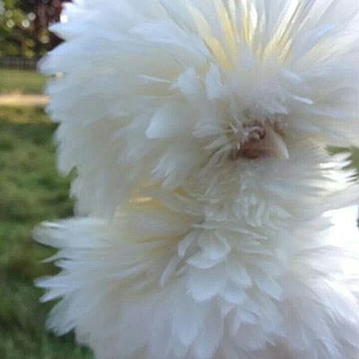 cassandra wladyslava