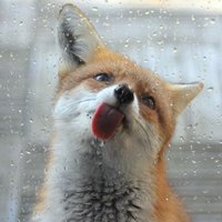perfidiousfox