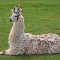 queenllama