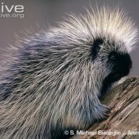 porcupinepower
